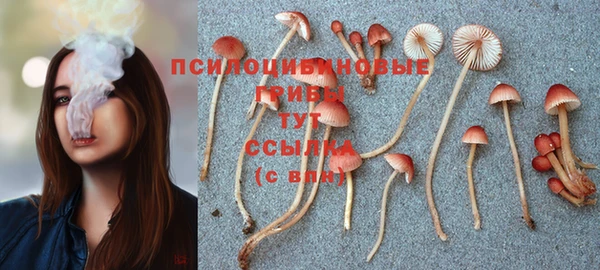 PSILOCYBIN Аркадак